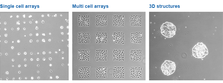 Micropattering cells_848.jpg